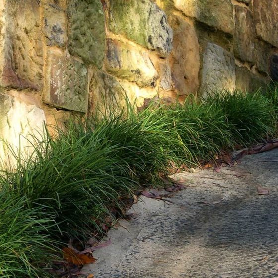 MONDO GRASS – The Plant Hub