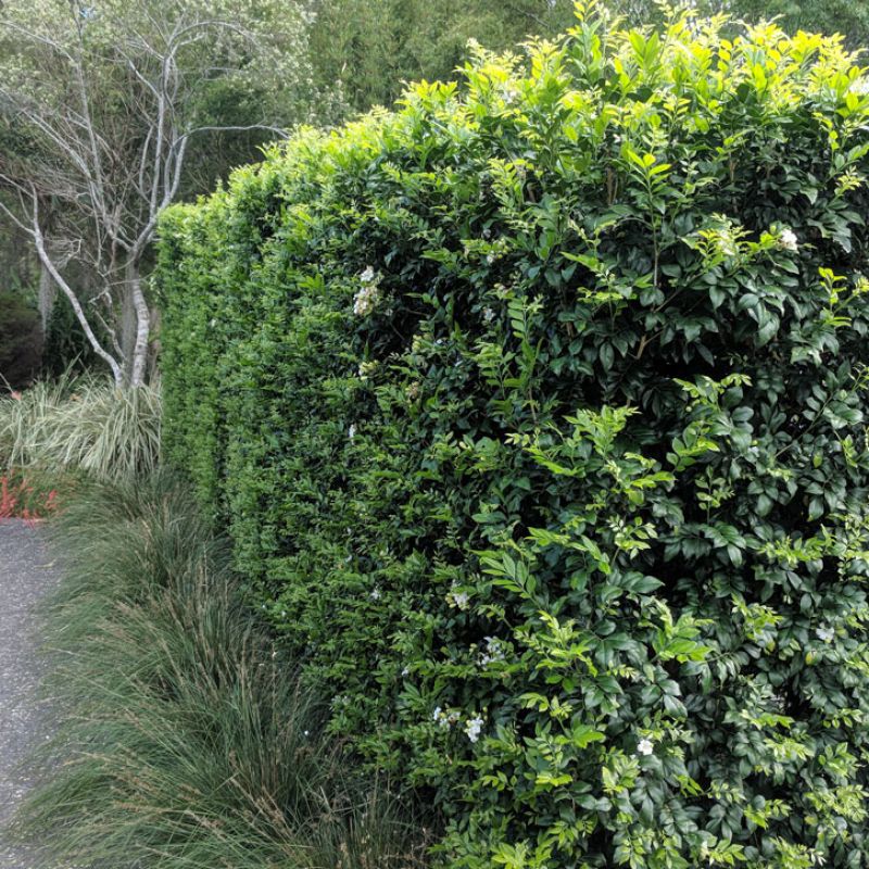 MURRAYA, ORANGE JASMINE