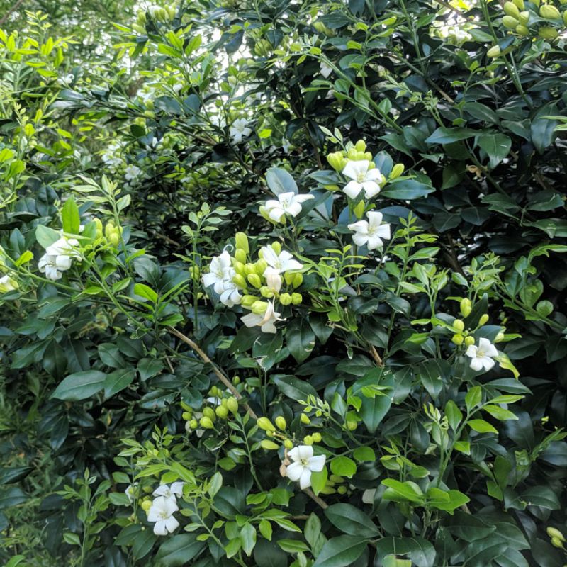 
                      
                        MURRAYA, ORANGE JASMINE
                      
                    