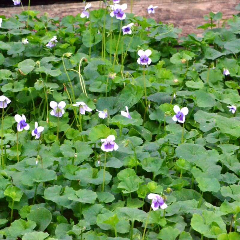 
                      
                        NATIVE VIOLET
                      
                    