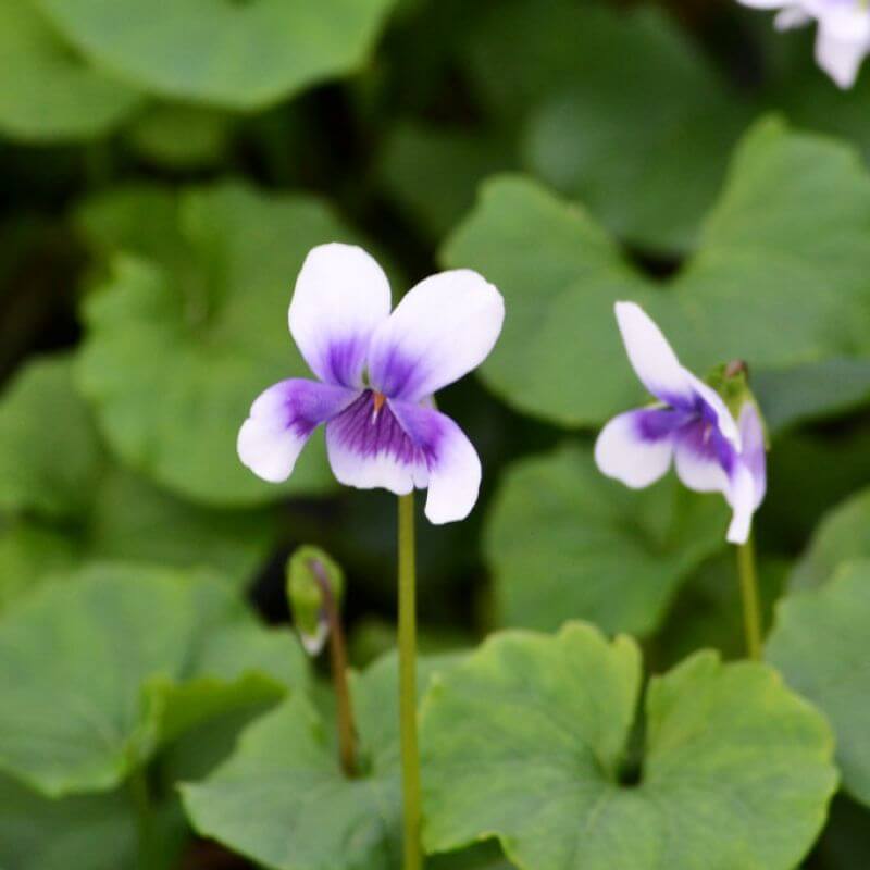 
                      
                        NATIVE VIOLET
                      
                    