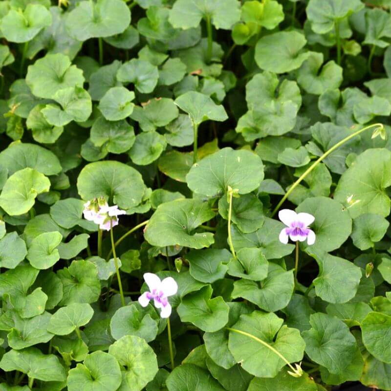 
                      
                        NATIVE VIOLET
                      
                    