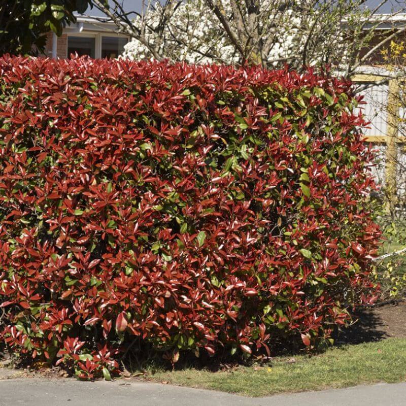 PHOTINIA 'RED ROBIN'