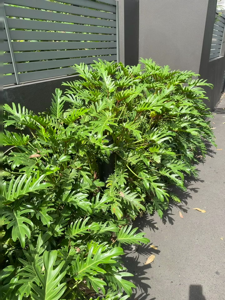 Philodendron Xanadu | Tropical Foliage Plant for Shade Gardens