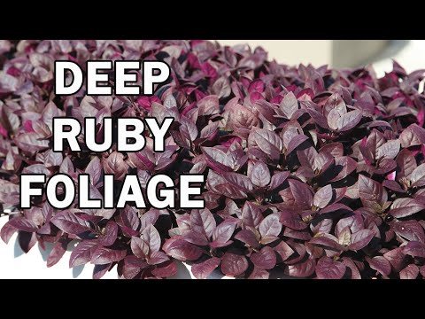 ALTERNANTHERA LITTLE RUBY ™ – The Plant Hub