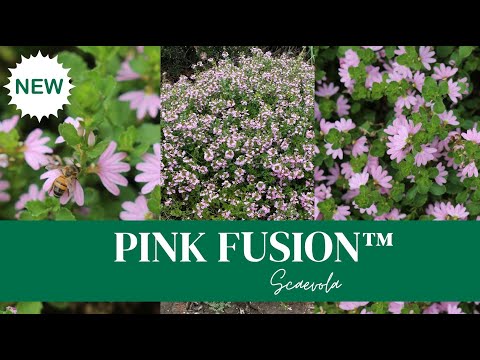 PINK FUSION ™