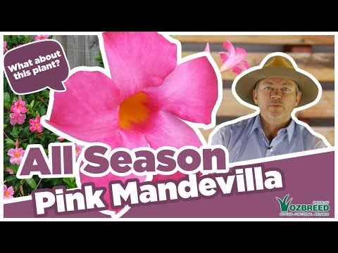 MANDEVILLA ALL SEASONS PINK™ PBR INTENDED