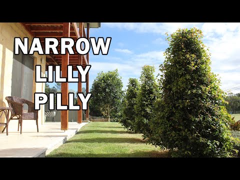 
                      
                        Load and play video in Gallery viewer, SYZYGIUM &amp;#39;STRAIGHT AND NARROW™ - LILLY PILLY
                      
                    