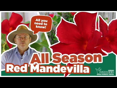 MANDEVILLA ALL SEASONS RED™ PBR INTENDED