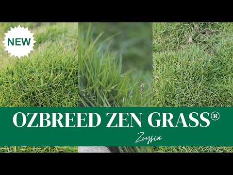 ZEN GRASS™ PBR