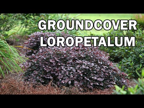 
                      
                        Load and play video in Gallery viewer, LOROPETALUM PURPLE PIXIE ™
                      
                    