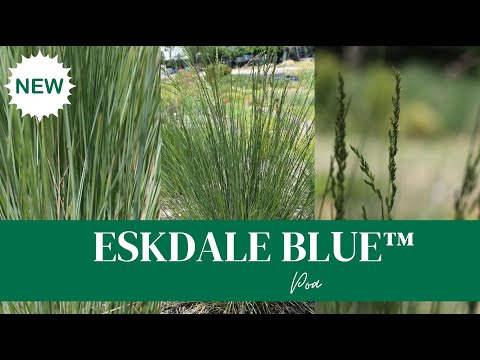 POA 'ESKDALE BLUE'