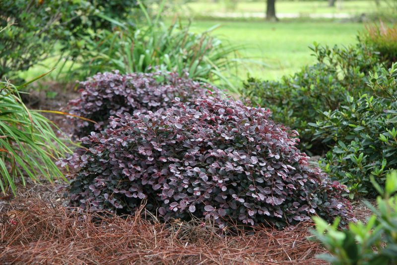 LOROPETALUM PURPLE PIXIE ™