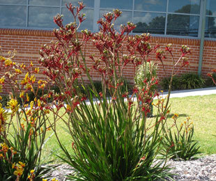 
                      
                        ANIGOZANTHOS REGAL VELVET
                      
                    