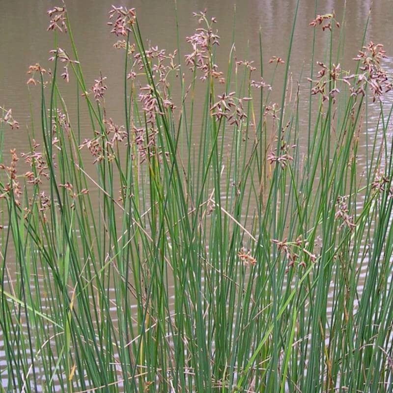RIVER CLUB RUSH - SCHOENOPLECTUS VALIDUS – The Plant Hub