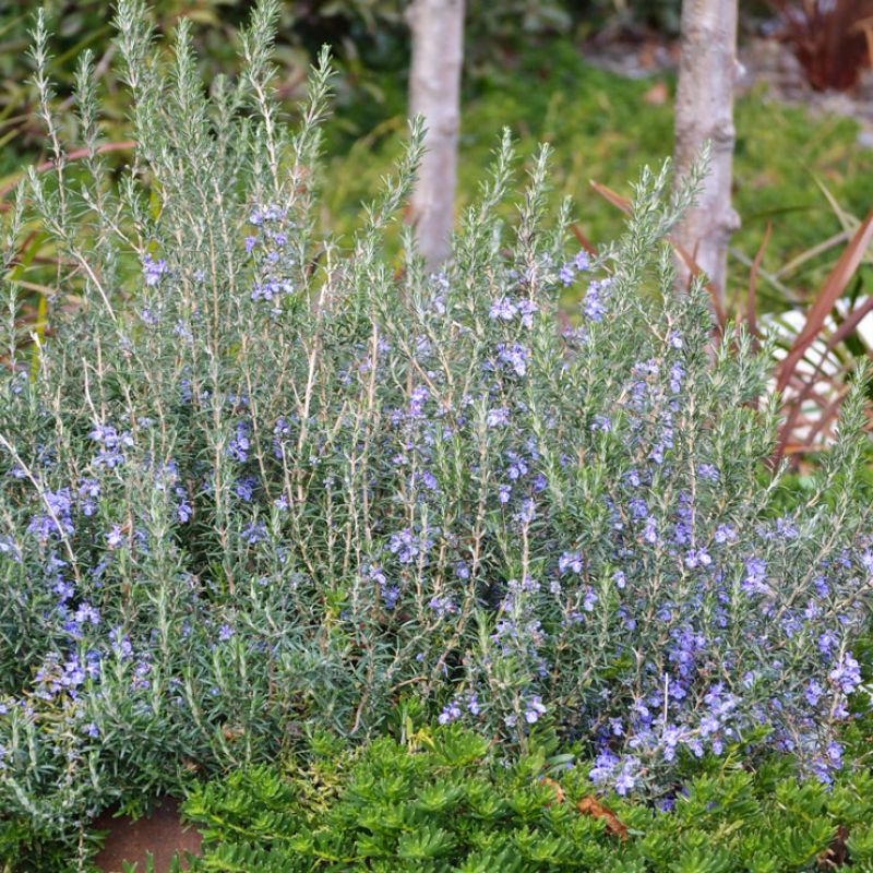 
                      
                        ROSEMARY 'BLUE LAGOON'
                      
                    