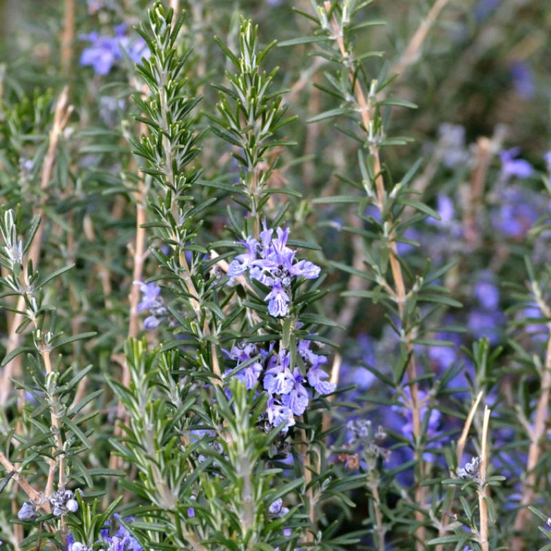 
                      
                        ROSEMARY 'BLUE LAGOON'
                      
                    