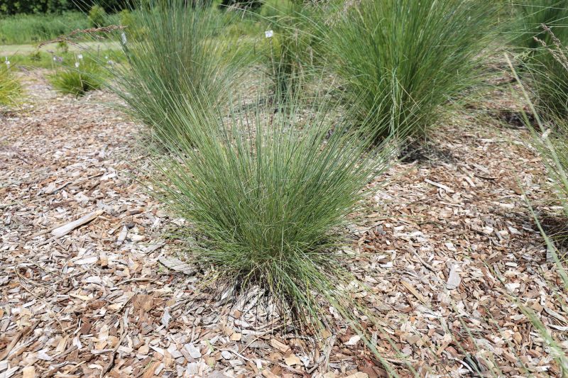 Australian Razor Grass Hardy Australian Native and Ornamental Grasses, Strap Leaf Plants ...