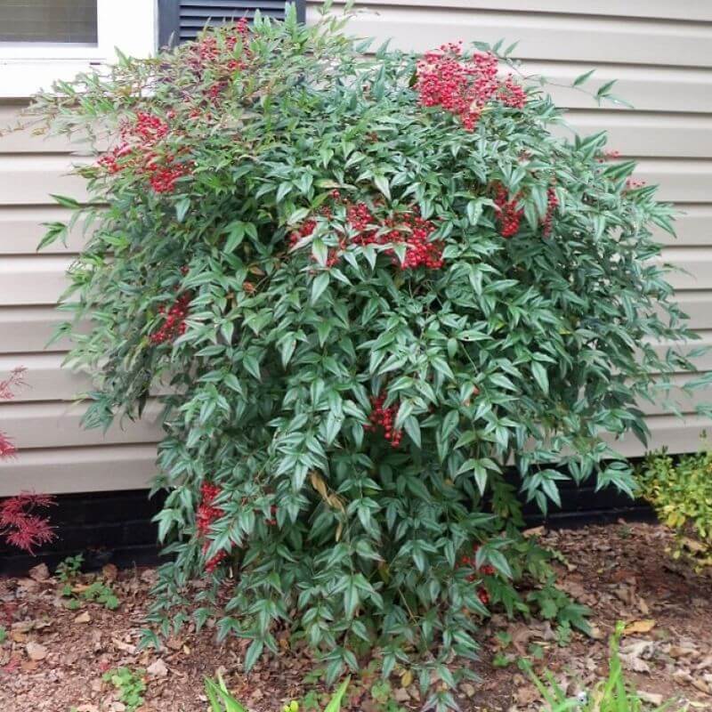 SACRED BAMBOO, NANDINA DOMESTICA