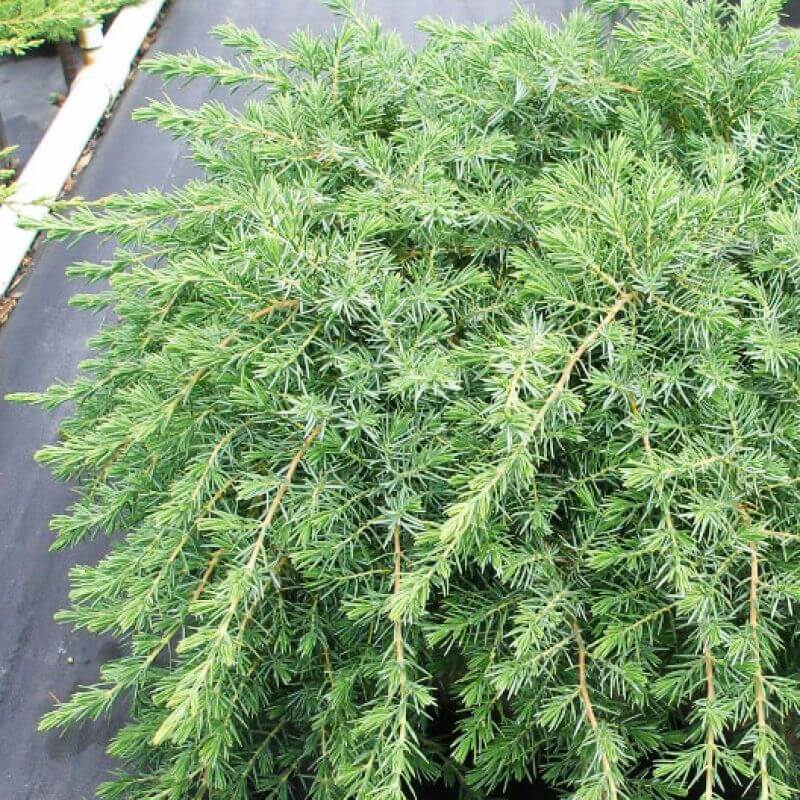 
                      
                        SHORE JUNIPER
                      
                    