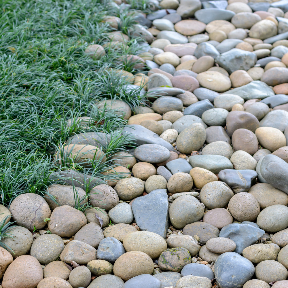 MINI MONDO GRASS