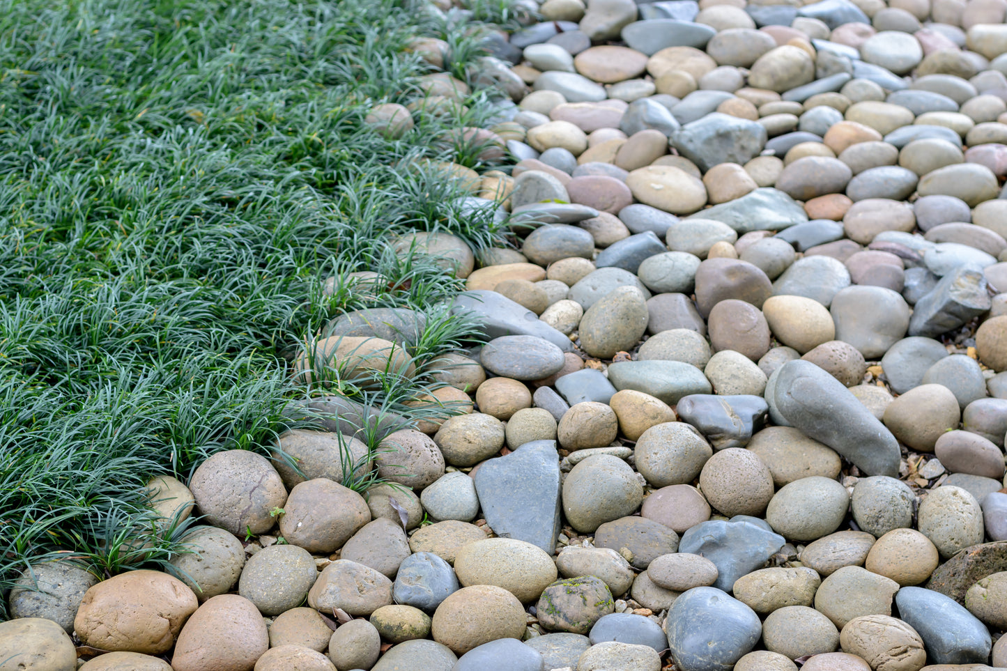 MINI MONDO GRASS