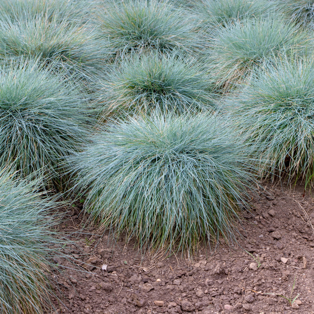 FESTUCA GLAUCA - BLUE FESCUE GRASS