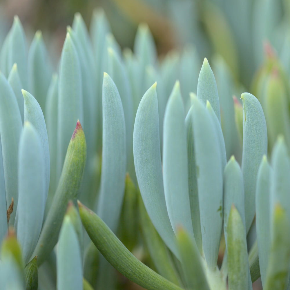 SENECIO BLUE CHALK STICKS DWARF