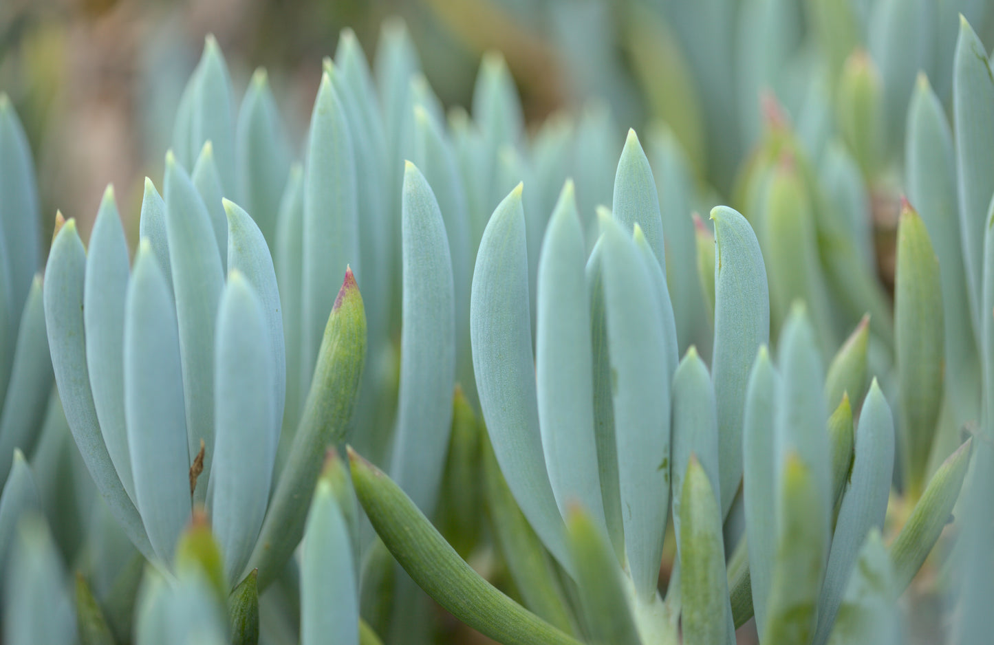 SENECIO BLUE CHALK STICKS DWARF