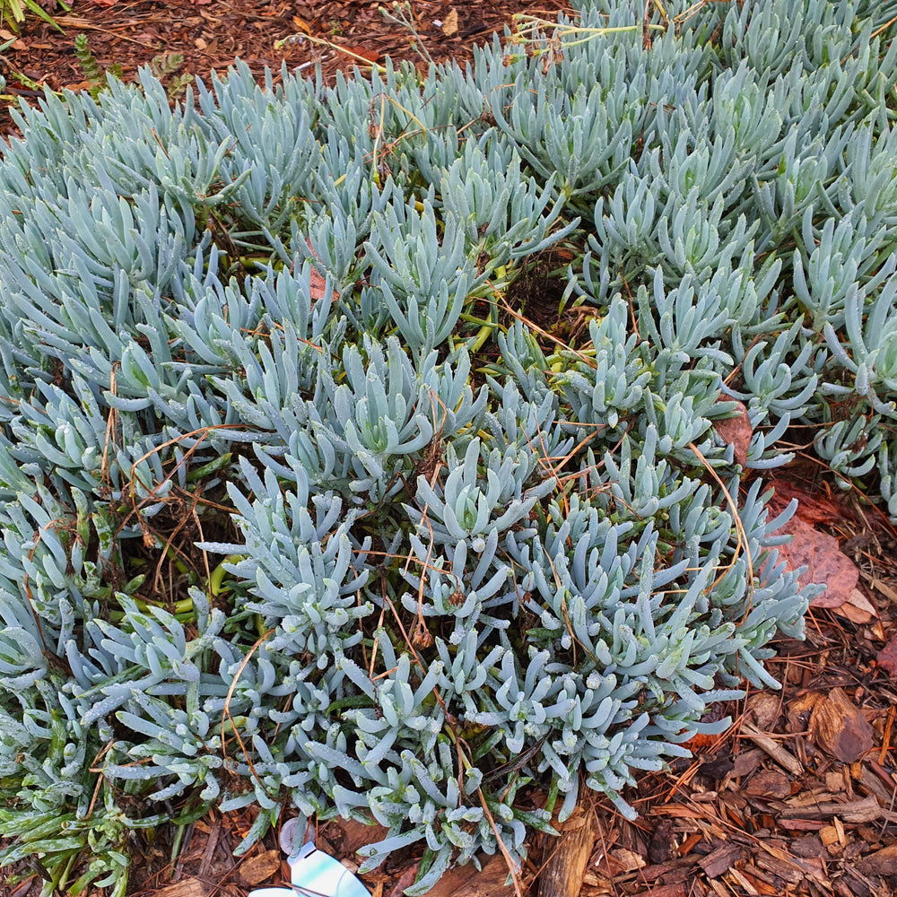SENECIO BLUE CHALK STICKS DWARF