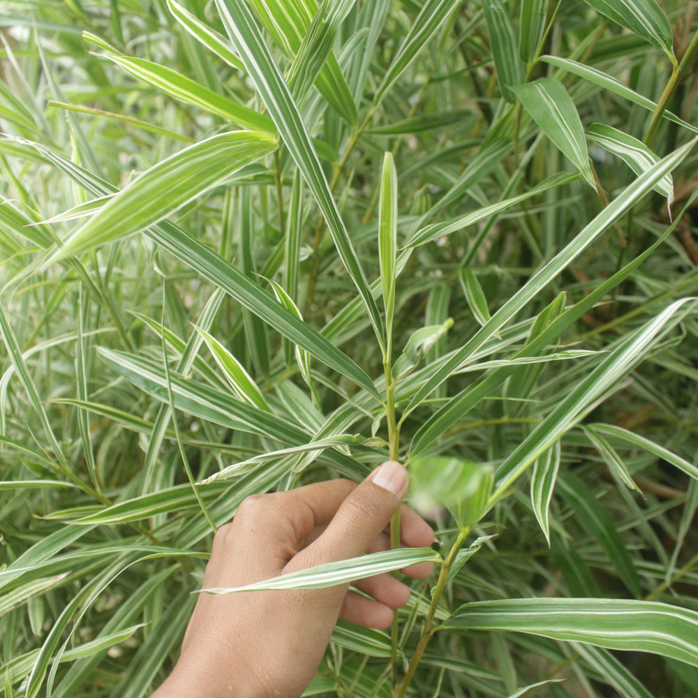 BAMBOO DWARF WHITE STRIPE