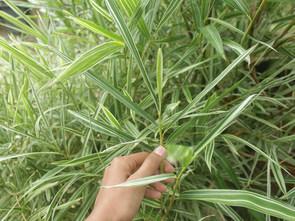 BAMBOO DWARF WHITE STRIPE