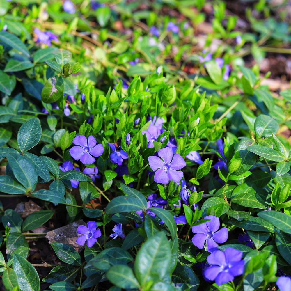 VINCA MINOR 'ELIZABETH CRAN' PERIWINKLE