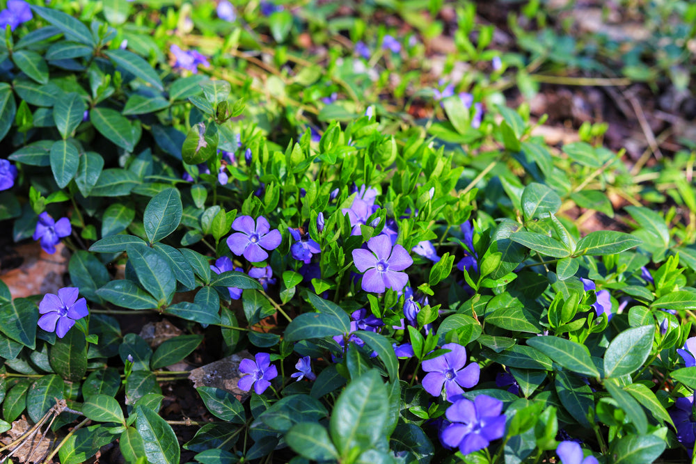 VINCA MINOR 'ELIZABETH CRAN' PERIWINKLE