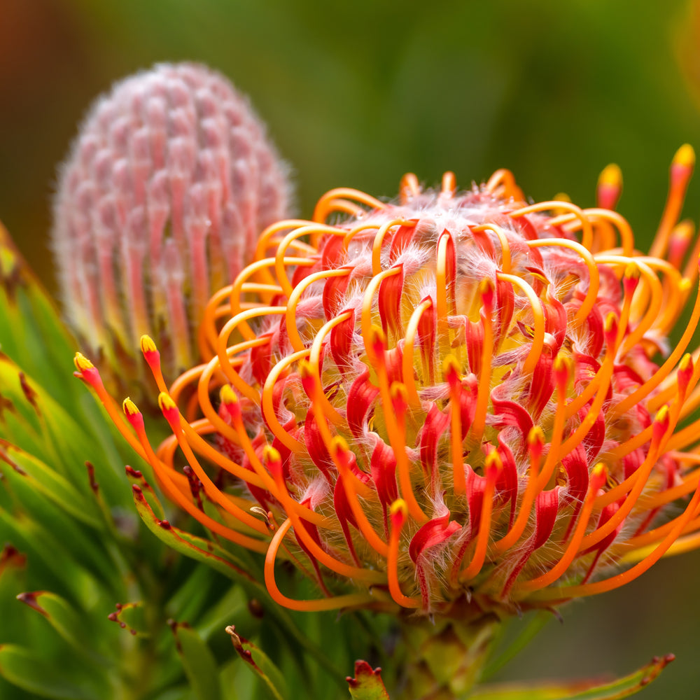 
                      
                        LEUCOSPERMUM TANGO
                      
                    