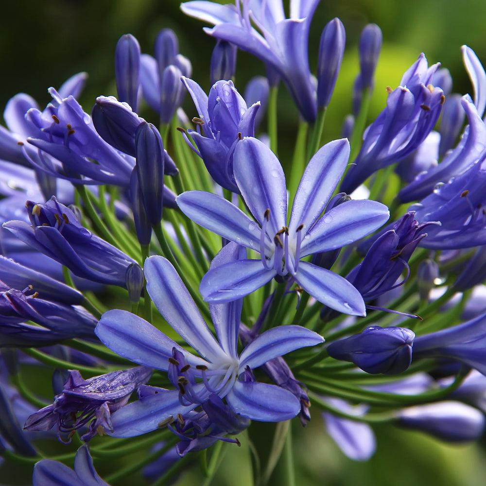 
                      
                        AGAPANTHUS PURPLE CLOUD
                      
                    