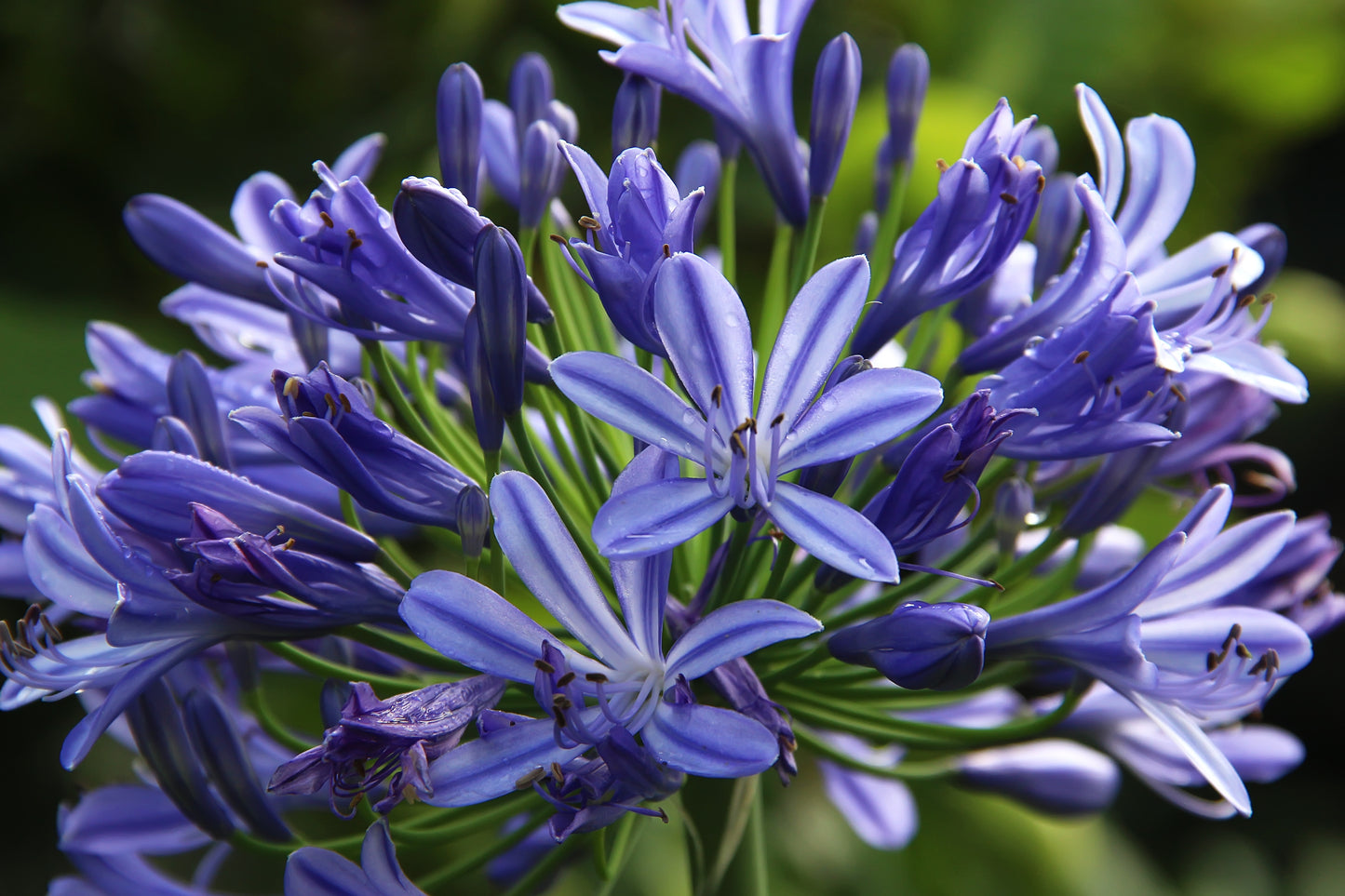 AGAPANTHUS PURPLE CLOUD