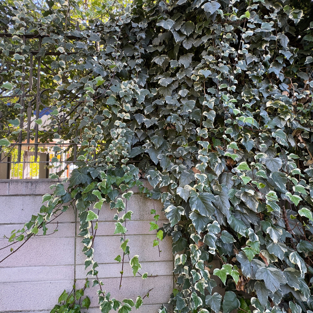 
                      
                        HEDERA IVY VARIEGATED
                      
                    