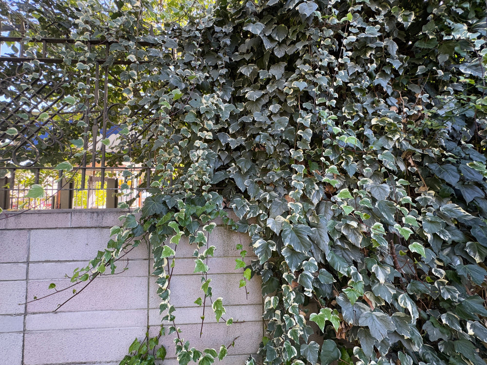 HEDERA IVY VARIEGATED