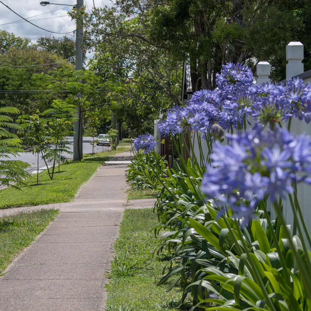 AGAPANTHUS PURPLE CLOUD