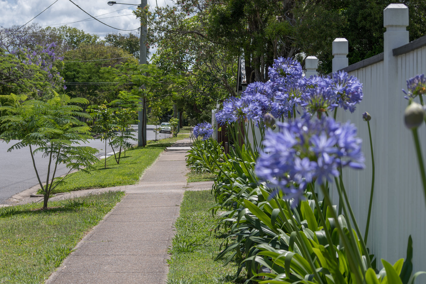 AGAPANTHUS PURPLE CLOUD