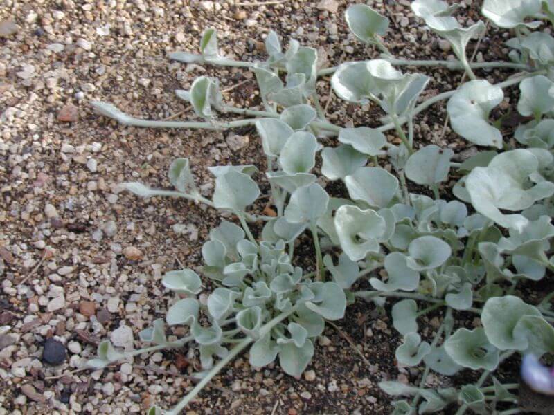 
                      
                        DICHONDRA 'SILVER FALLS'
                      
                    