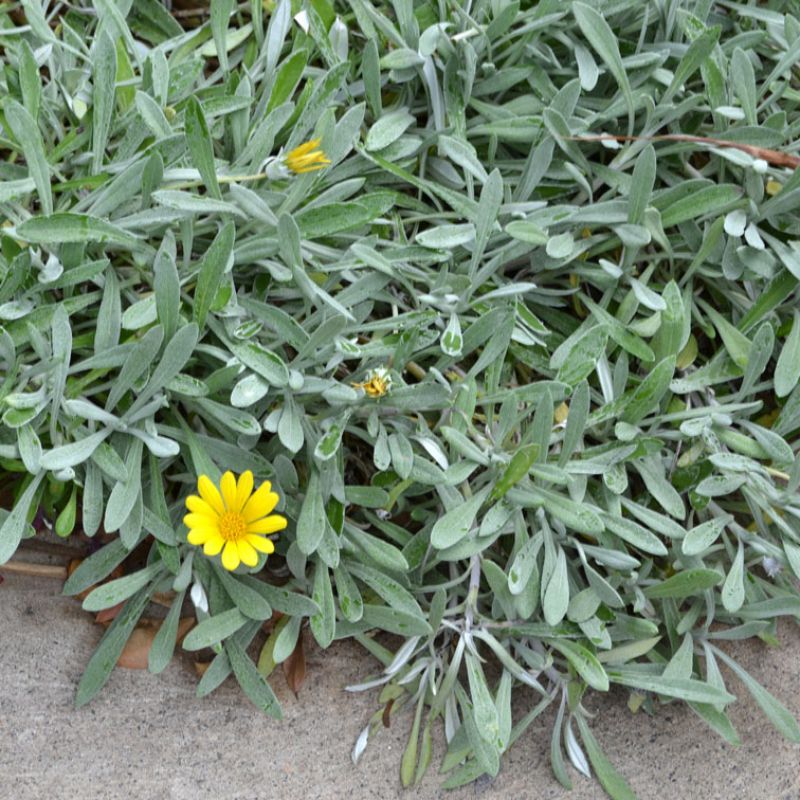 
                      
                        SILVER LEAF GAZANIA
                      
                    