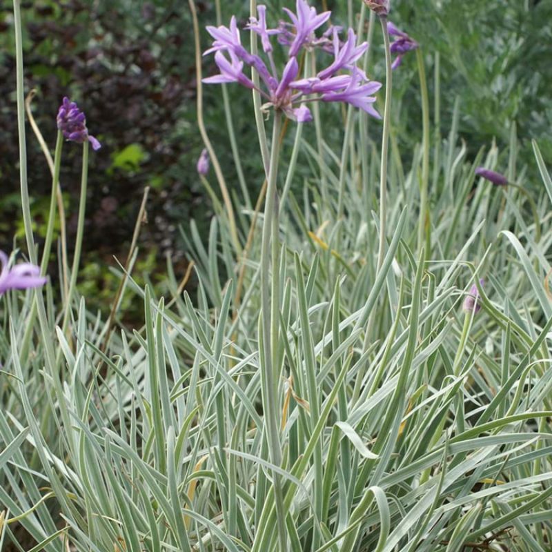 SOCIETY GARLIC 'VARIEGATED'