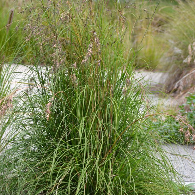 
                      
                        KANGAROO GRASS 'BLUE FORM'
                      
                    