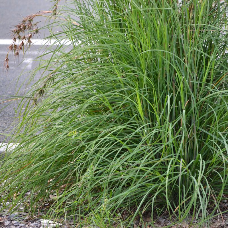 KANGAROO GRASS 'BLUE FORM'