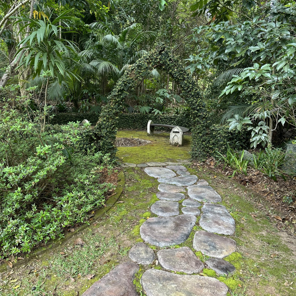 FICUS PUMILA - CREEPING FIG