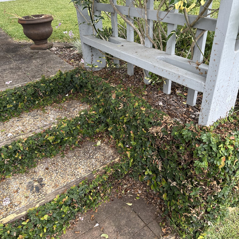 FICUS PUMILA - CREEPING FIG