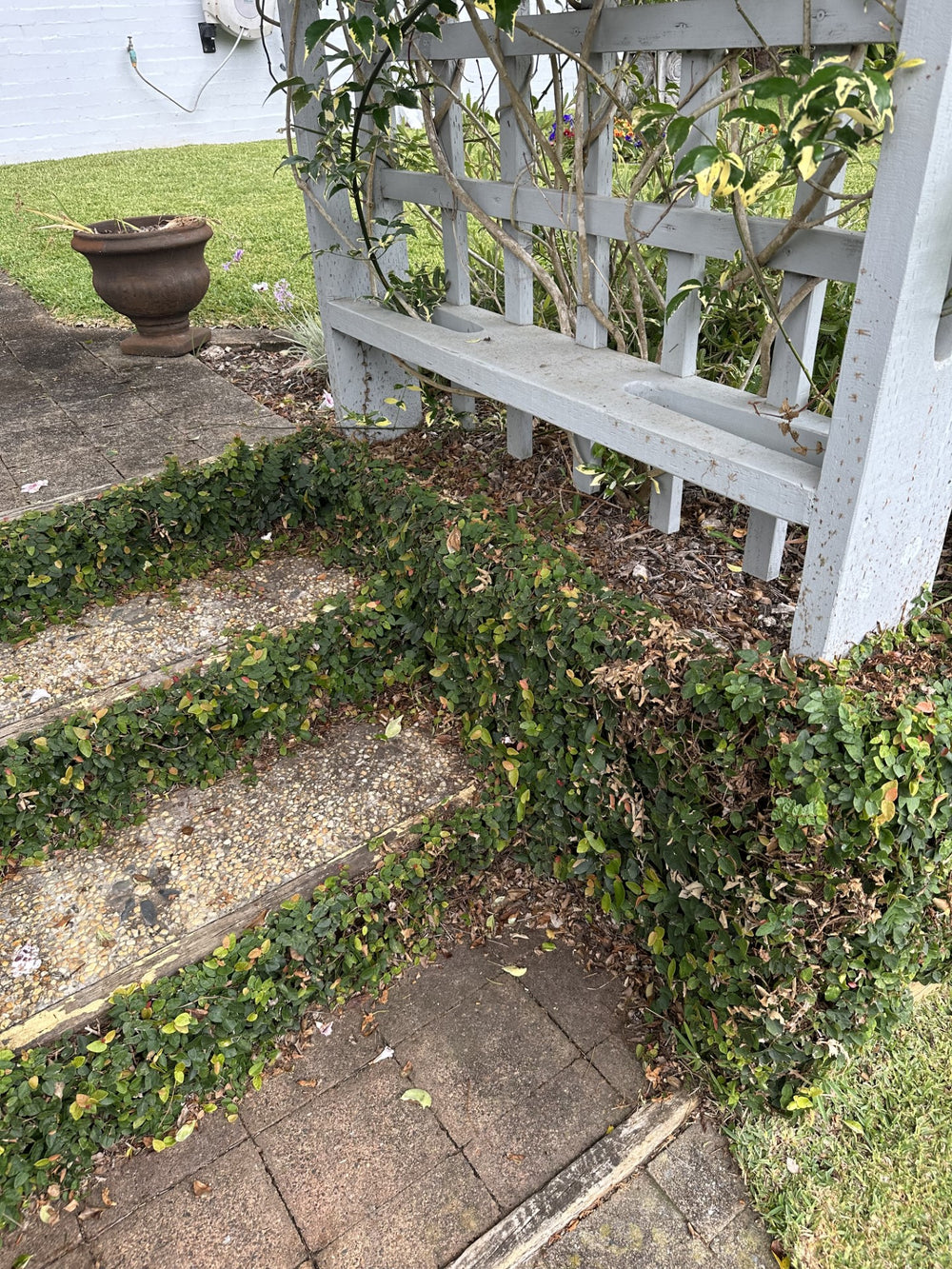 FICUS PUMILA - CREEPING FIG