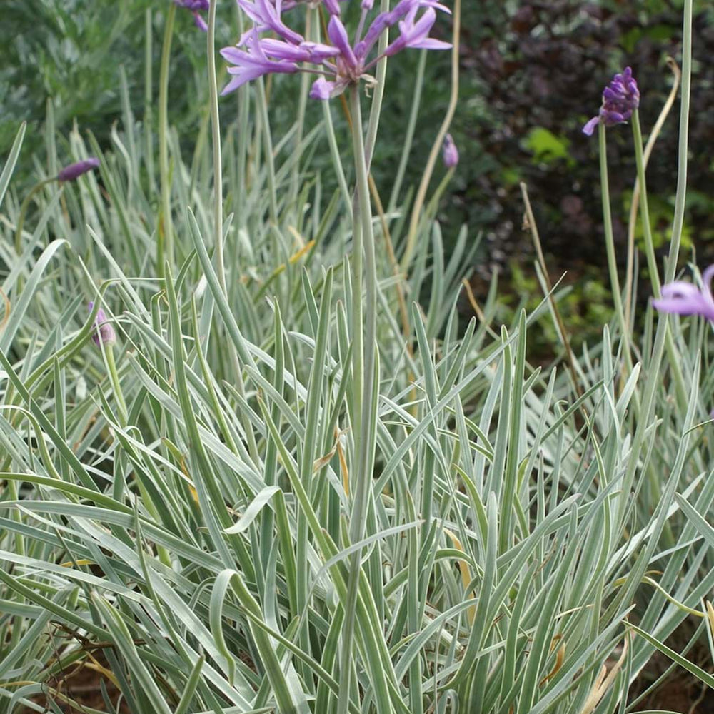 SOCIETY GARLIC 'VARIEGATED'